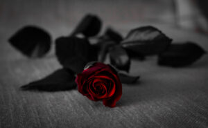 Single rose 